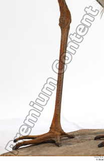 Black stork leg 0035.jpg